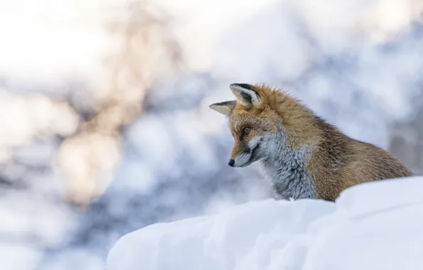 Winter, look, snow, nature, Fox, the snow, face, bokeh