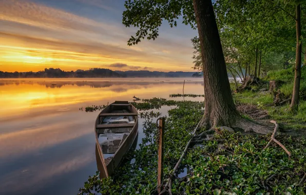 Picture trees, sunset, boat, Portugal, Laguna, Portugal, Pateira de Fermentelos Lagoon, Laguna Pateira de Fermentelos