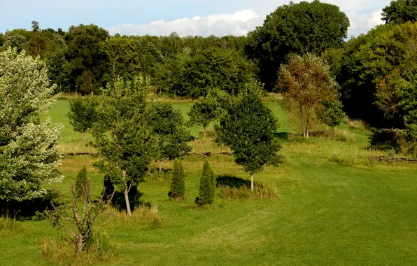 Picture greens, field, summer, grass, trees, green, Nature, summer