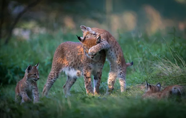 Grass, nature, pose, background, glade, the game, kittens, kids