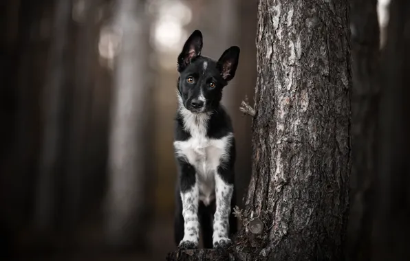 Forest, look, nature, tree, dog, puppy, trunk, face