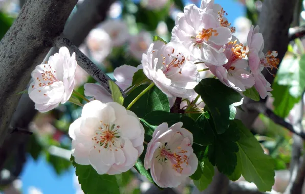 Cherry, branch, spring, flowering