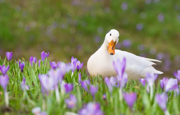 Picture white, grass, flowers, duck, spring, crocuses, duck