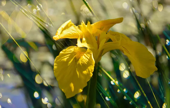 Picture Flower, Yellow flower, Yellow flower