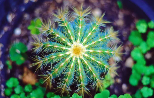 Bokeh, plant, cactus, Mexico, soil, Yuriria, stings