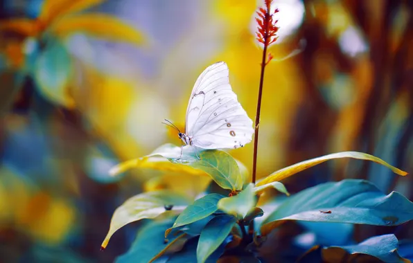 Picture leaves, butterfly, bokeh