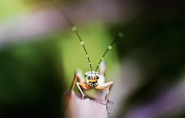 Mustache, macro, grasshopper