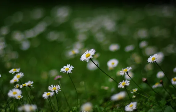 Greens, summer, grass, flowers, nature, glade, chamomile, white