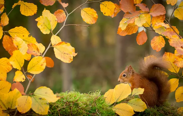 Picture branches, protein, autumn, leaves, nature
