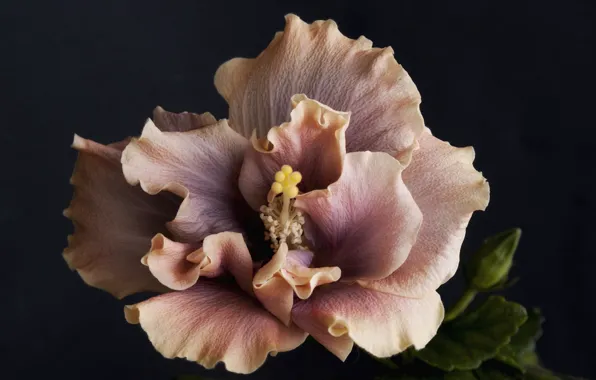 Macro, petals, hibiscus