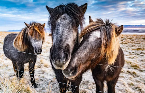 Winter, field, the sky, grass, look, clouds, snow, horses