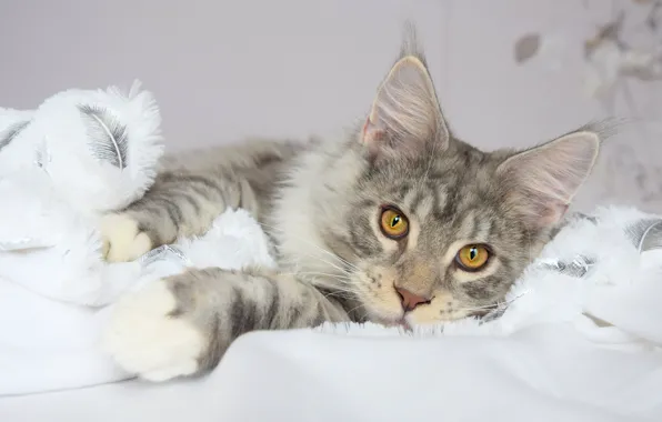 Winter, cat, white, cat, look, face, pose, grey