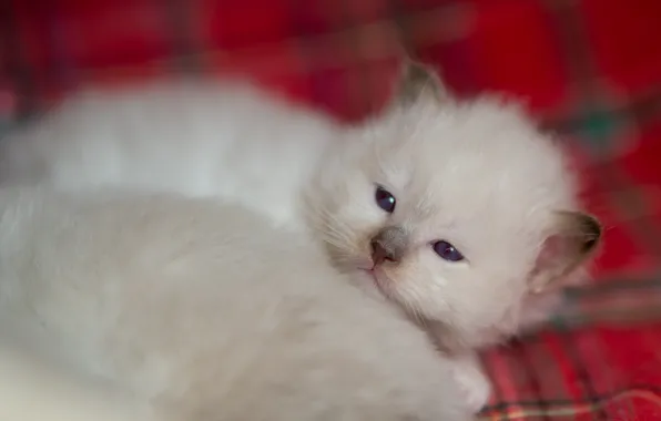 Cat, white, look, pose, kitty, baby, blanket, muzzle