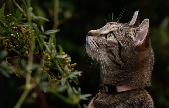 Cat, cat, look, leaves, the dark background, grey, branch, fruit