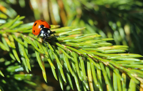 Red, insect, ladybird