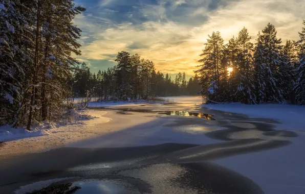 Winter, forest, snow, trees, lake, Sweden