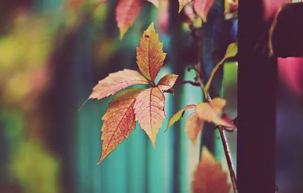 Autumn, leaves, orange leaves, dry leaves