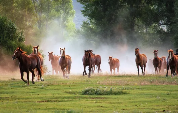 Horse, horse, horses, horse