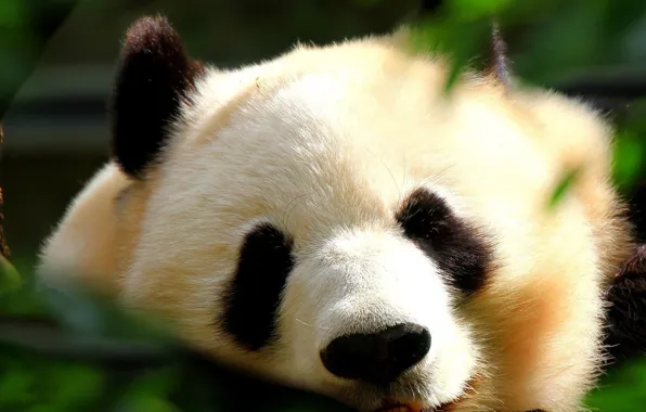 Sleep, bear, Panda