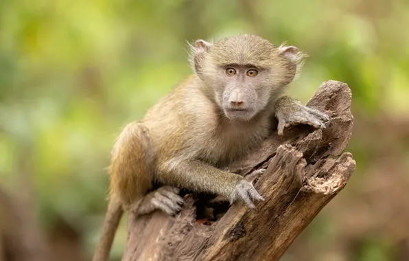 Pose, stump, baby, monkey, face, cub, monkey, baboon