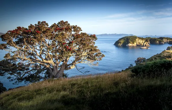 Picture sea, tree, island