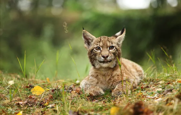 Autumn, grass, look, leaves, glade, lies, lynx, face