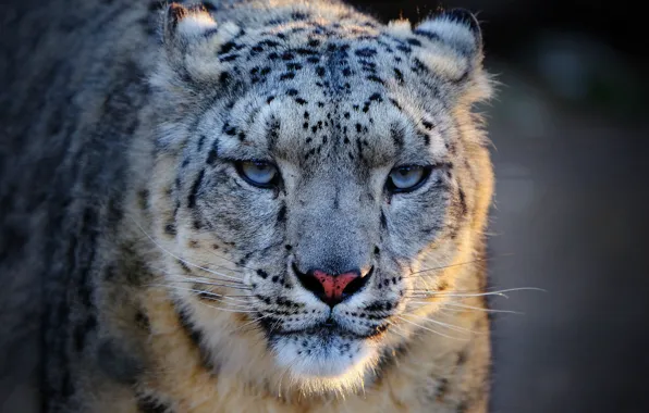 Snow leopard, snow leopard, IRBIS