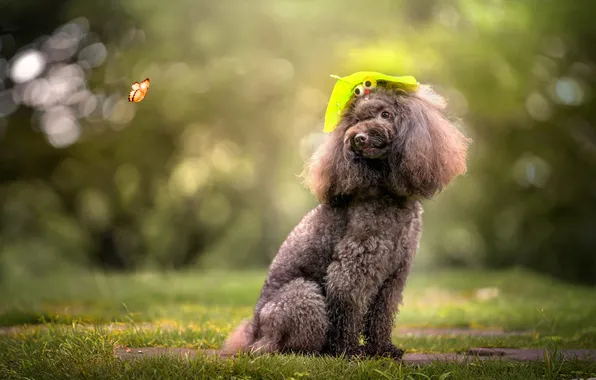 Eyes, look, nature, butterfly, glade, leaf, dog, hairstyle