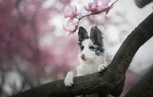 Look, face, flowers, branches, nature, tree, portrait, dog
