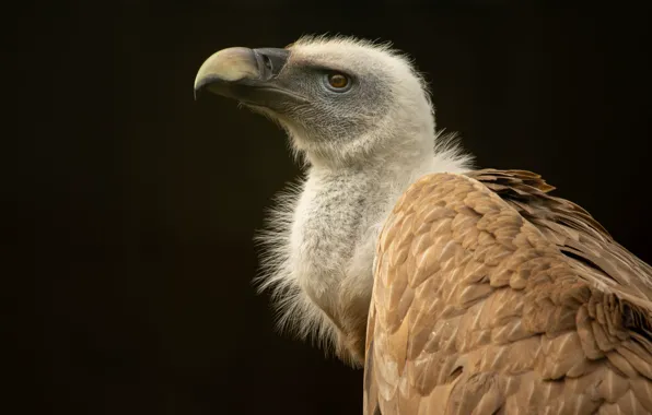 Bird, africa, animal, vulture