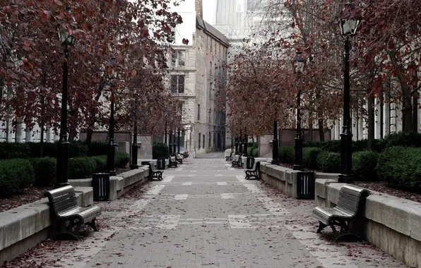 Road, leaves, trees, the city, Park, street, window, shop