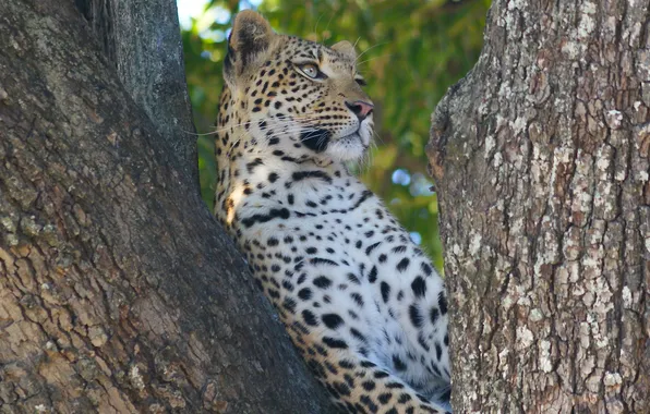 Cat, look, nature, tree, predator, leopard