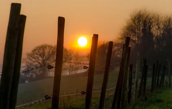 Fog, sunrise, the fence, farm trees