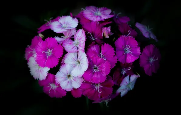 Background, paint, bouquet, petals