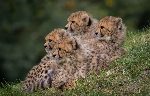 Kids, mom, family portrait, cheetahs, brood