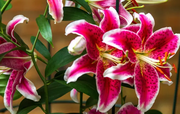 Lilly's Raspberry Wallpaper macro, Lily, raspberry for mobile and desktop, section цветы ...