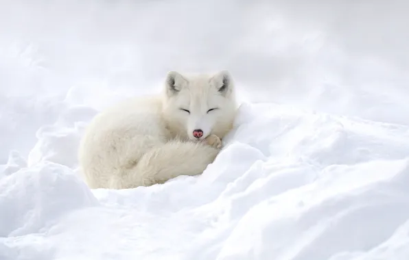 Winter, snow, Fox