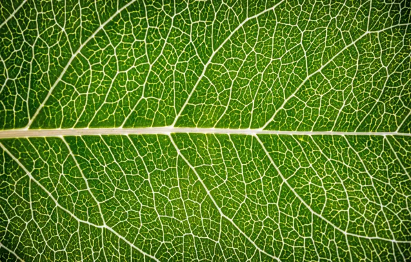 Macro, sheet, green, background, green, texture, macro, leaf