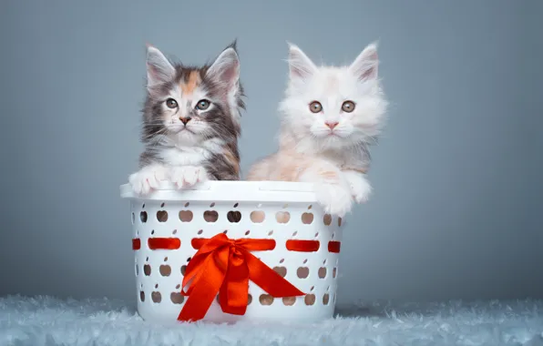 Basket, kittens, a couple, Maine Coon