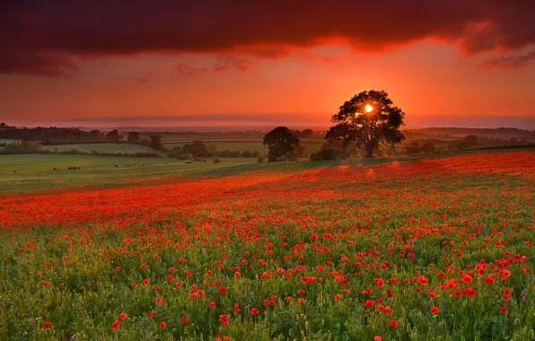 Field, the sky, grass, sunset, flowers, clouds, tree, hills