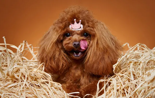 Language, portrait, crown, Princess, Poodle, dog