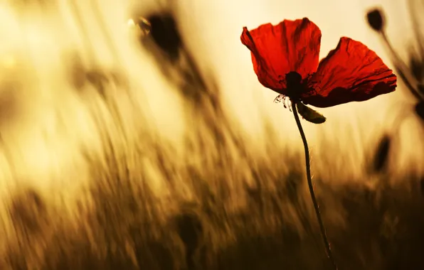 Flower, light, flowers, red, Mac, Maki, petals, blur