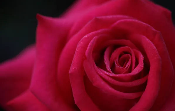 Macro, roses, petals, buds