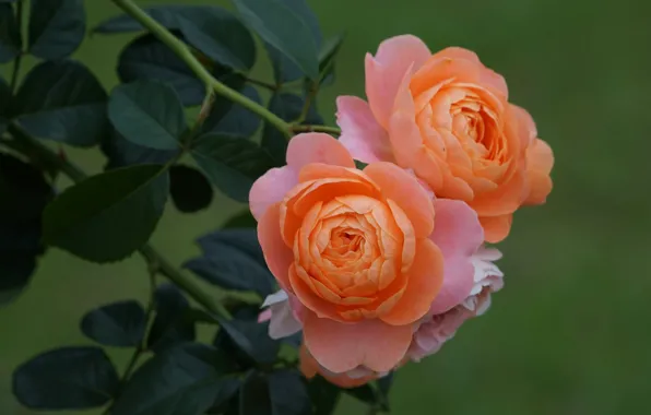 Picture leaves, background, roses, orange