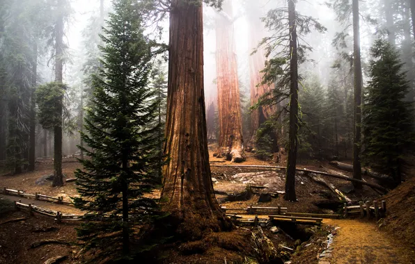 Picture forest, tree, sequoia, redwood