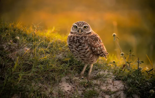 Grass, owl, bird, yellow background, owl, sychik