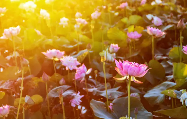 Picture flowers, Lotus, flowering, the rays of the sun