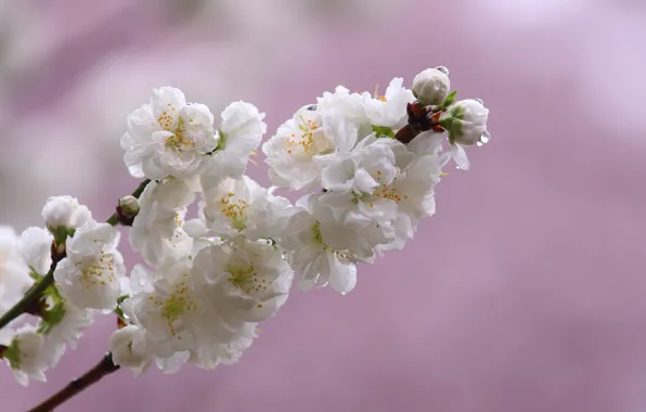 Drops, flowers, cherry, background, branch, spring, Sakura, white
