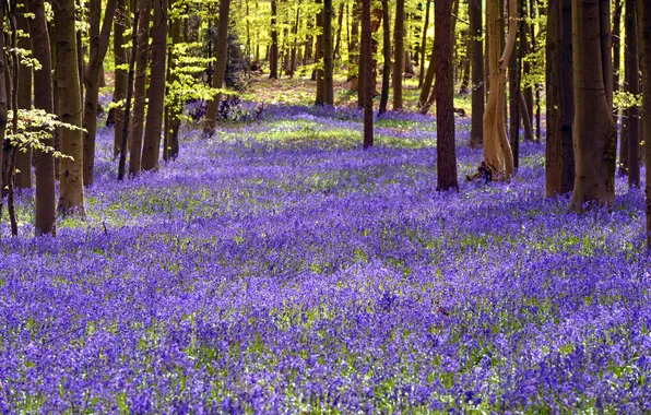 Picture glade, bell, Hertfordshire, Bluebell