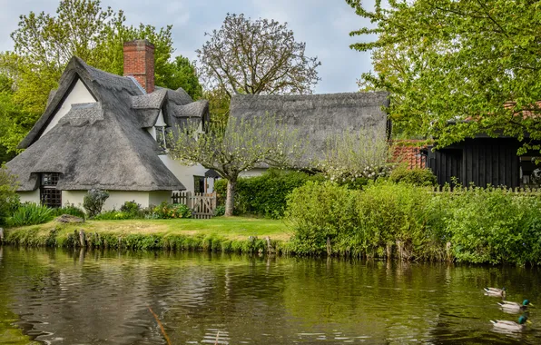 Trees, river, England, duck, England, thatched cottage, Flatford, Bridge Cottage